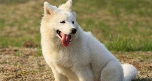 成年萨摩耶每日食量攻略（掌握最佳喂养量，让萨摩耶健康成长）