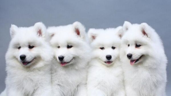 成年萨摩耶每日食量攻略（掌握最佳喂养量，让萨摩耶健康成长）