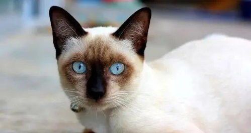 “猫一窝几只最理想？养猫新手必看！”