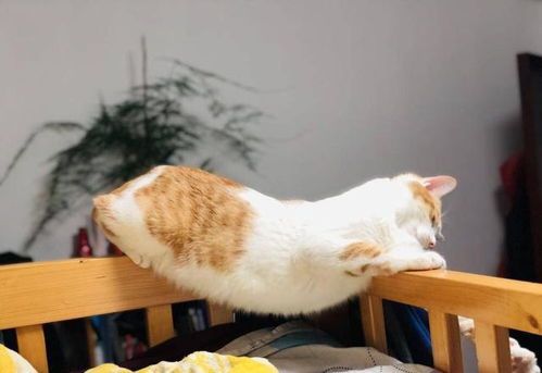 “猫一窝几只最理想？养猫新手必看！”