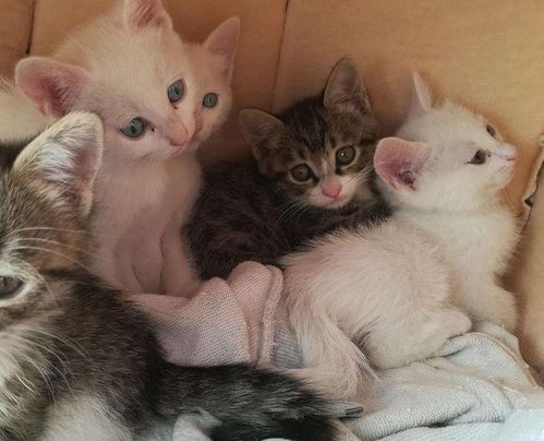 “养猫必看！猫咪喂食小贴士！”