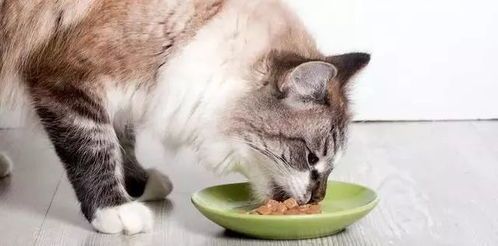 猫咪夏日食欲不振，夏日养宠小贴士！