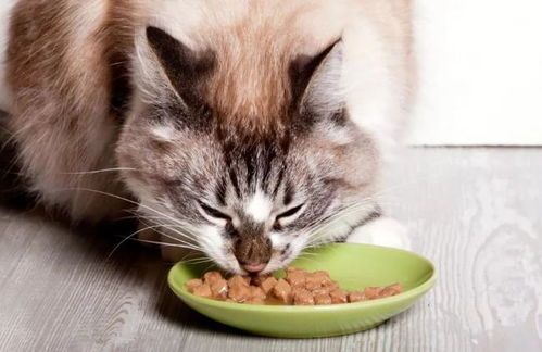 猫咪夏日食欲不振，夏日养宠小贴士！