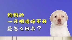 雨花台宠物医生，养宠必备小贴士！