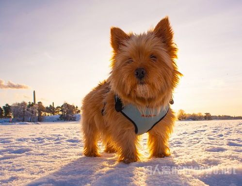 罗威士梗养护指南：宠物新手必知的养狗技巧