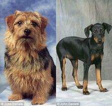 罗威士梗养护指南:宠物新手必知的养狗技巧