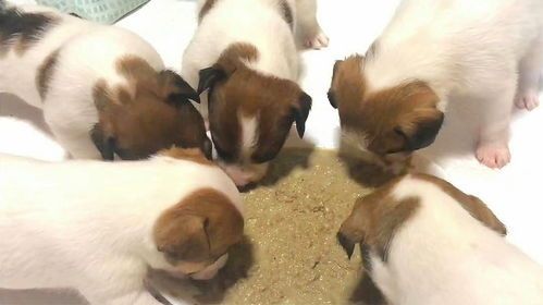 新手养小宠物狗怎么养的