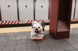 喂宠物狗博主怎么做的