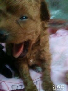 狗狗玩具盘点，宠物生活必备清单！