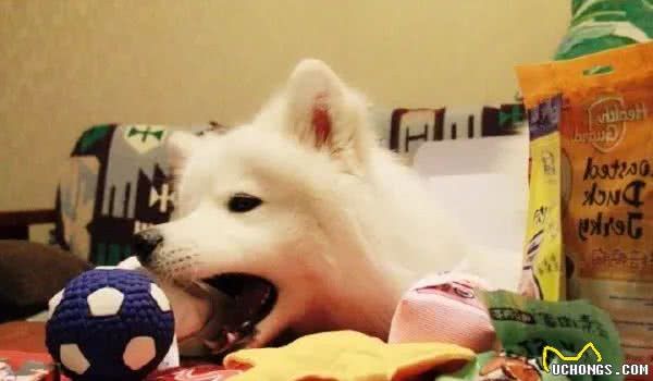 狗狗都喜欢玩的几种玩具，你家狗有几个？