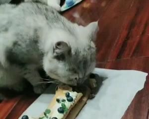 宠物蛋糕2的做法 步骤9