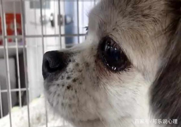 狗狗必爱清单，一秒迷醉！