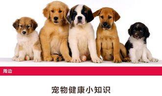 宠物必备清单，狗狗生活指南！