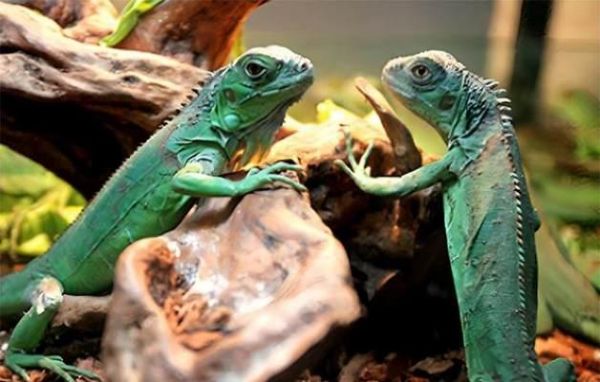 中国允许养的十种稀有宠物，探寻猎奇世界（揭秘中国允许饲养的稀有宠物，让你领略不一样的宠物养殖文化）