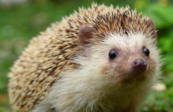 中国允许养的十种稀有宠物，探寻猎奇世界（揭秘中国允许饲养的稀有宠物，让你领略不一样的宠物养殖文化）