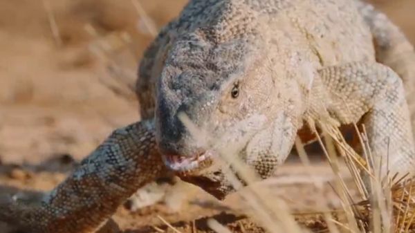 Thumbplayer Poster Plugin Image