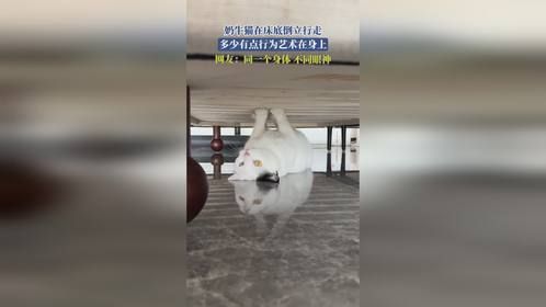 奶牛猫在床底倒立行走，多少有点行为艺术在身上，网友：同一个身体，不同眼神