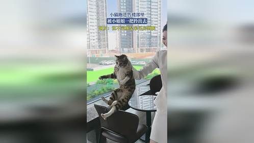 小猫跑进售楼部里，被小姐姐一把拎出去，网友：说不定咪是来买房的呢