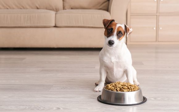 老年人养狗推荐狗粮:鱼鲜宠高营养配方,让长辈的喂养更安心