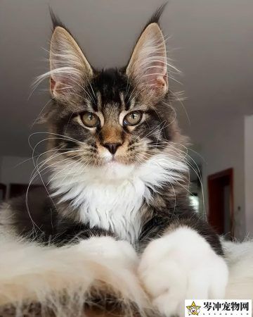 缅因猫智商相当于几岁？缅因猫智商排名第几？