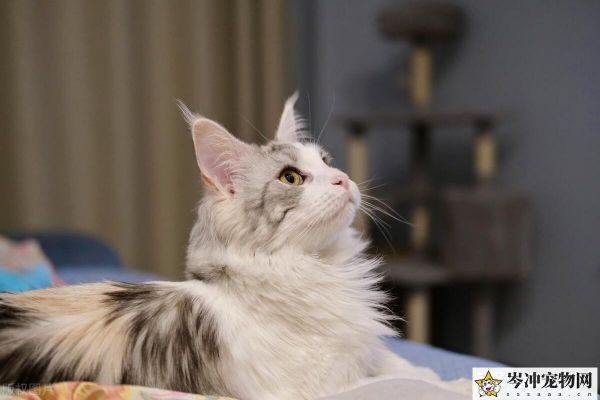 缅因猫智商相当于几岁？缅因猫智商排名第几？