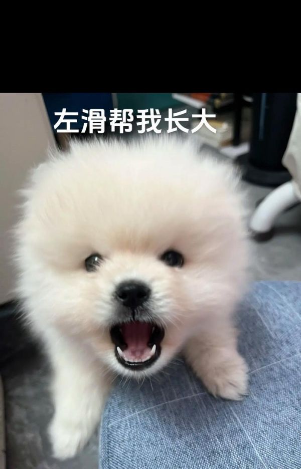 狗的智商排名与品种（以什么狗最聪明？了解狗的智力等级与品种特点）