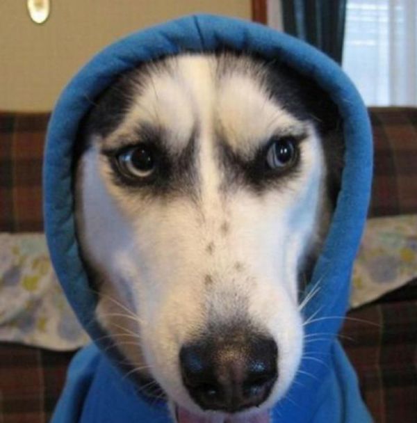 狗的智商排名与品种（以什么狗最聪明？了解狗的智力等级与品种特点）