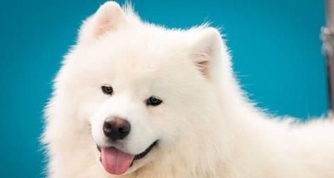 狗的智商排名与品种（以什么狗最聪明？了解狗的智力等级与品种特点）