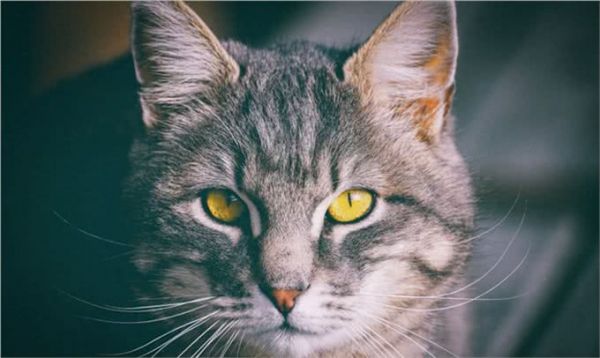 猫界智商天花板，看看你家猫上榜了吗