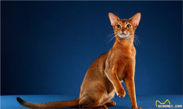 猫界智商天花板，看看你家猫上榜了吗