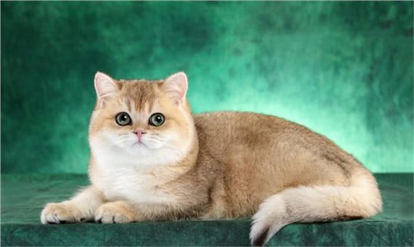 猫界智商天花板，看看你家猫上榜了吗