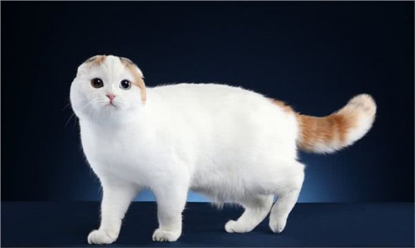 猫界智商天花板，看看你家猫上榜了吗