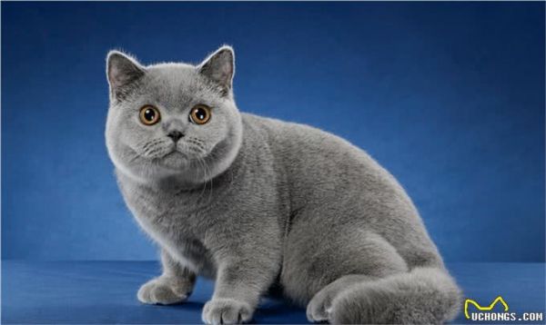 猫界智商天花板，看看你家猫上榜了吗