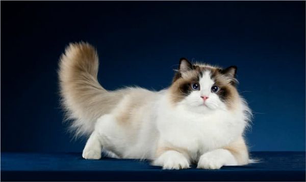 猫界智商天花板，看看你家猫上榜了吗