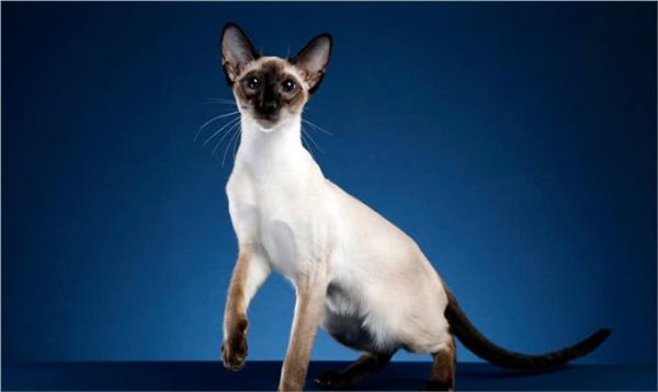 猫界智商天花板，看看你家猫上榜了吗