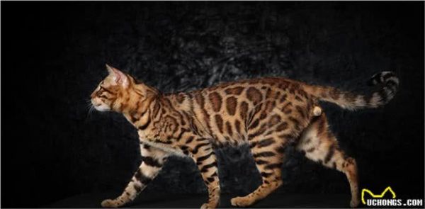 猫界智商天花板，看看你家猫上榜了吗