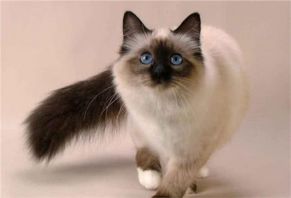 猫界智商天花板，看看你家猫上榜了吗