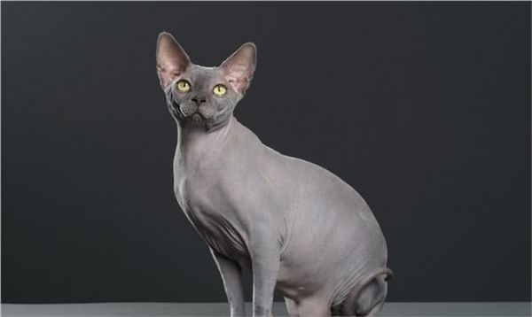 猫界智商天花板，看看你家猫上榜了吗