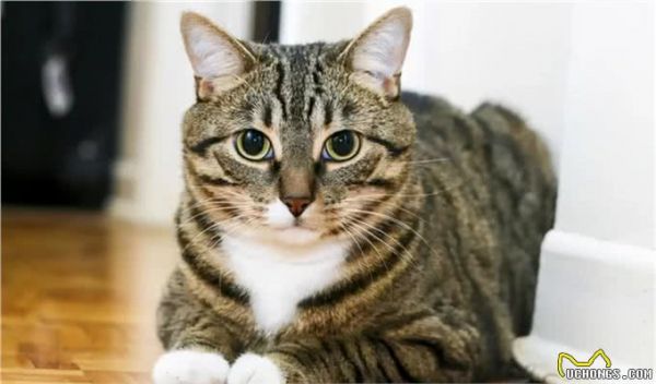 猫界智商天花板，看看你家猫上榜了吗