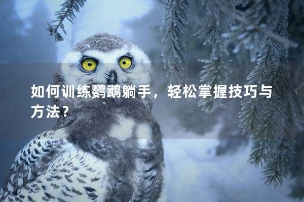 如何训练鹦鹉躺手，轻松掌握技巧与方法？
