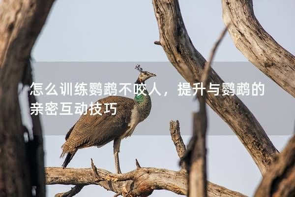 怎么训练鹦鹉不咬人，提升与鹦鹉的亲密互动技巧