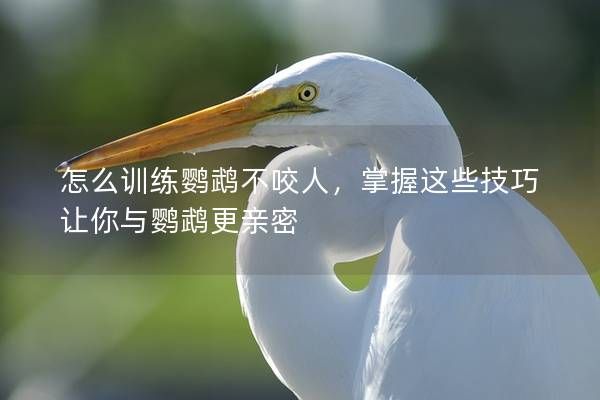 怎么训练鹦鹉不咬人，掌握这些技巧让你与鹦鹉更亲密