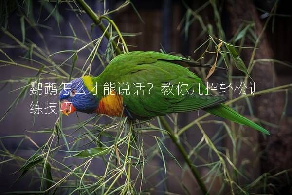 鹦鹉怎么才能说话？教你几招轻松训练技巧