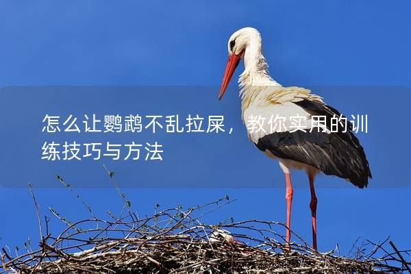 怎么让鹦鹉不乱拉屎，教你实用的训练技巧与方法