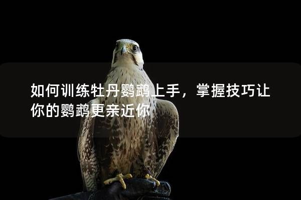 如何训练牡丹鹦鹉上手，掌握技巧让你的鹦鹉更亲近你