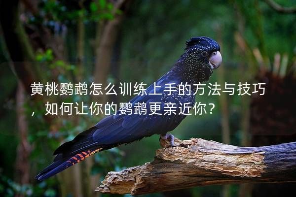 黄桃鹦鹉怎么训练上手的方法与技巧，如何让你的鹦鹉更亲近你？