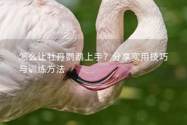 怎么让牡丹鹦鹉上手？分享实用技巧与训练方法