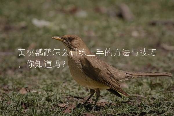 黄桃鹦鹉怎么训练上手的方法与技巧，你知道吗？