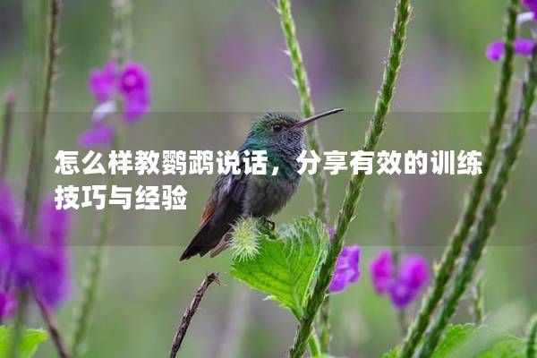 怎么样教鹦鹉说话，分享有效的训练技巧与经验