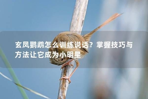 玄凤鹦鹉怎么训练说话？掌握技巧与方法让它成为小明星
